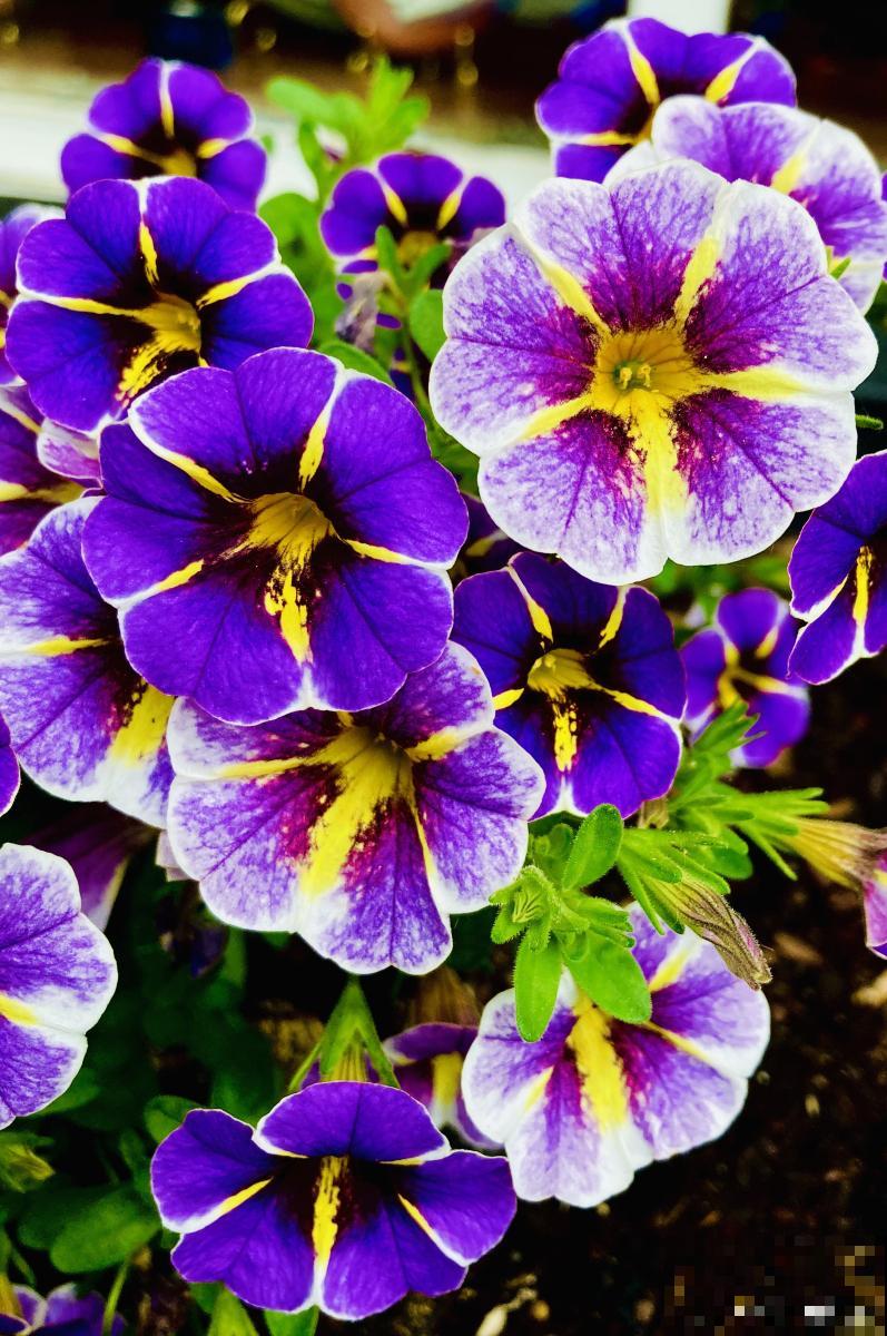 角堇晒了太阳焉了怎么回事