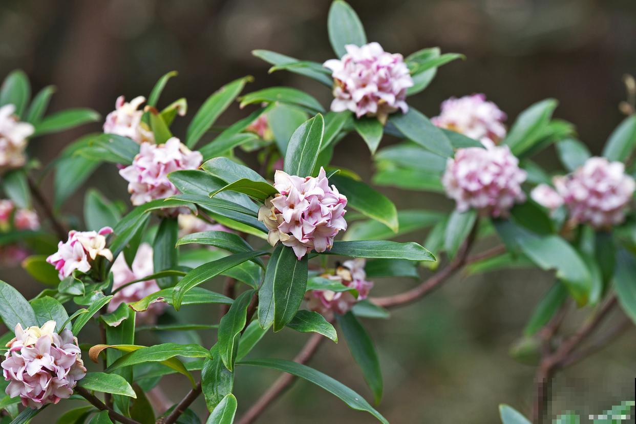 瑞香叶子蔫了怎么回事