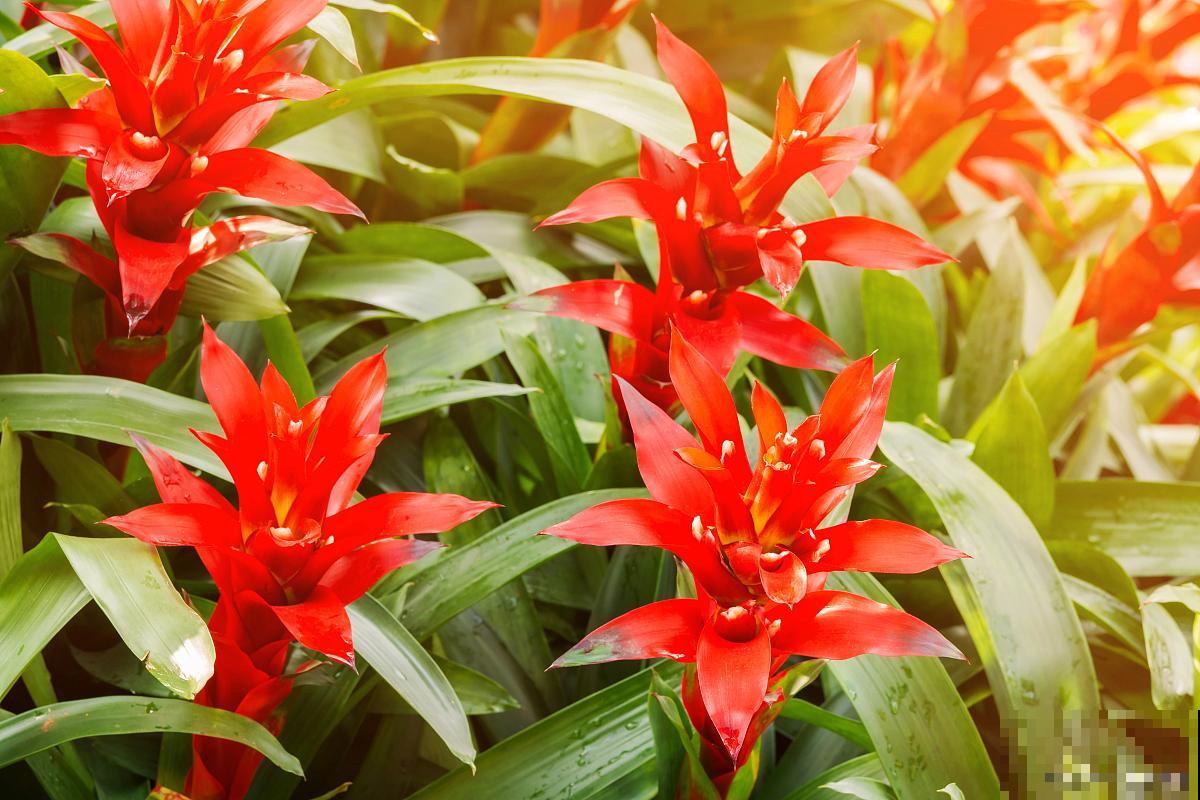 鸿运当头怎么养护