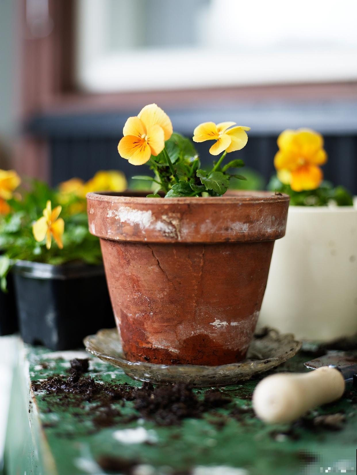 花卉开花期盆太小怎么办