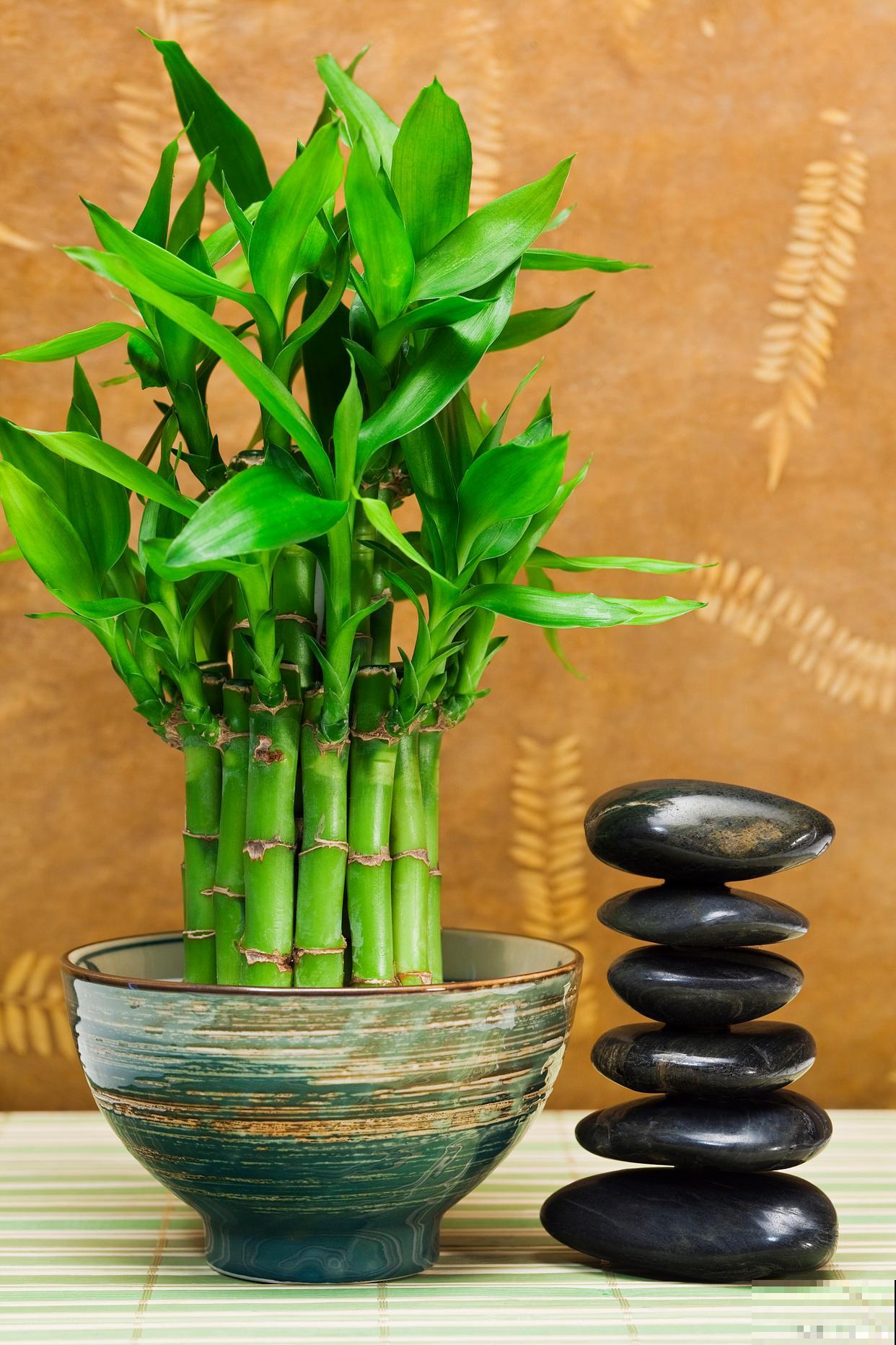 转运竹如何修剪？