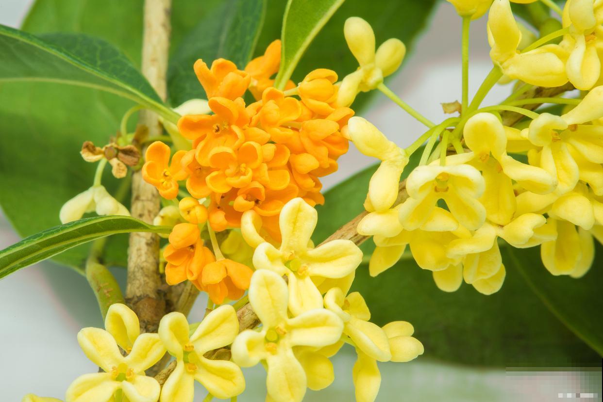 木本的花卉有哪些