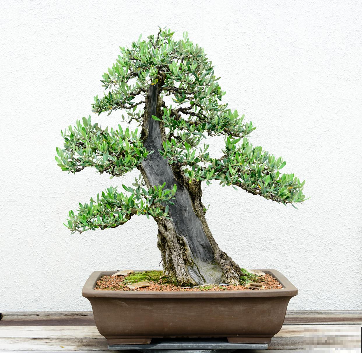 赤楠盆景的养殖方法和注意事项 赤楠盆景的养殖方法和注意事项