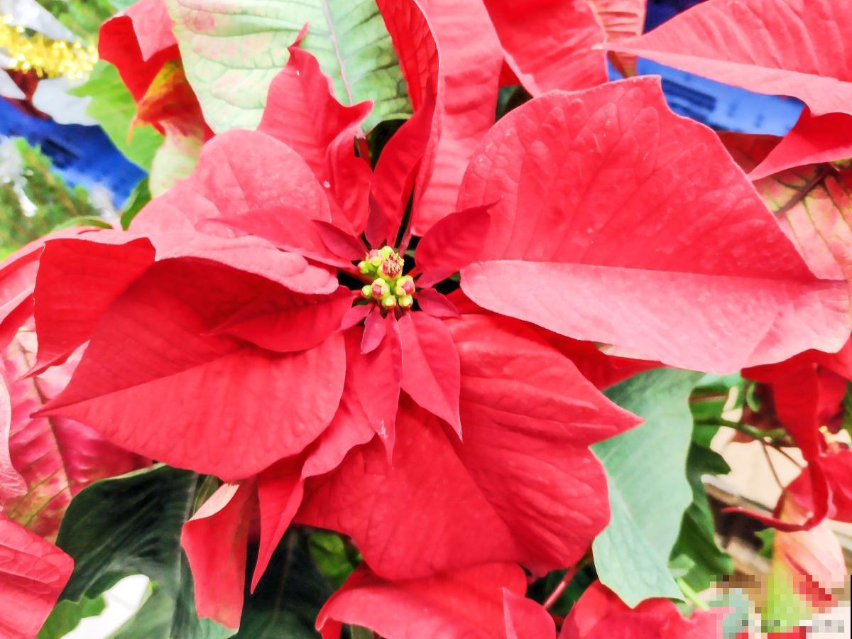 一品红为什么叶子不红