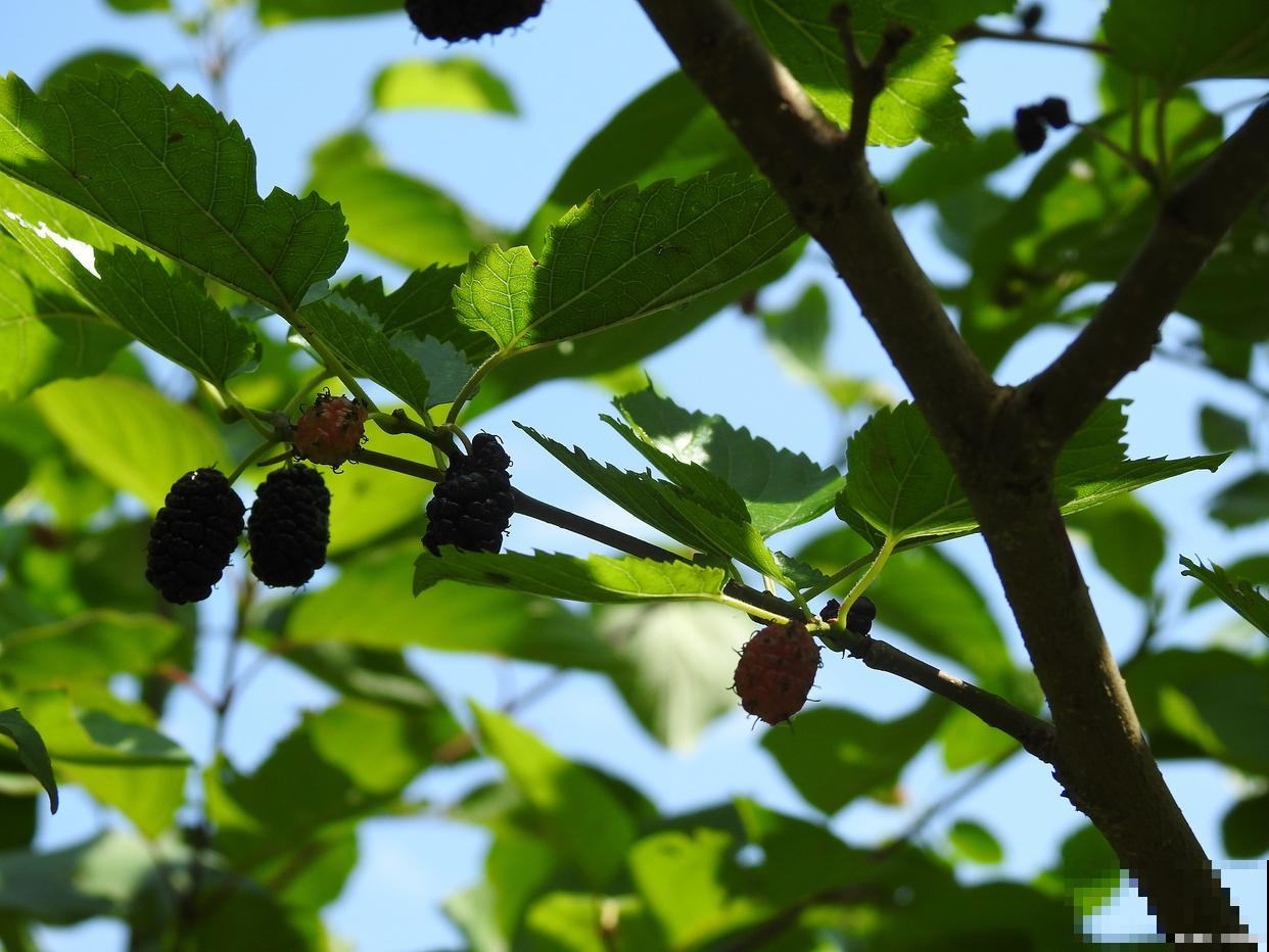 桑树的栽培种植技术