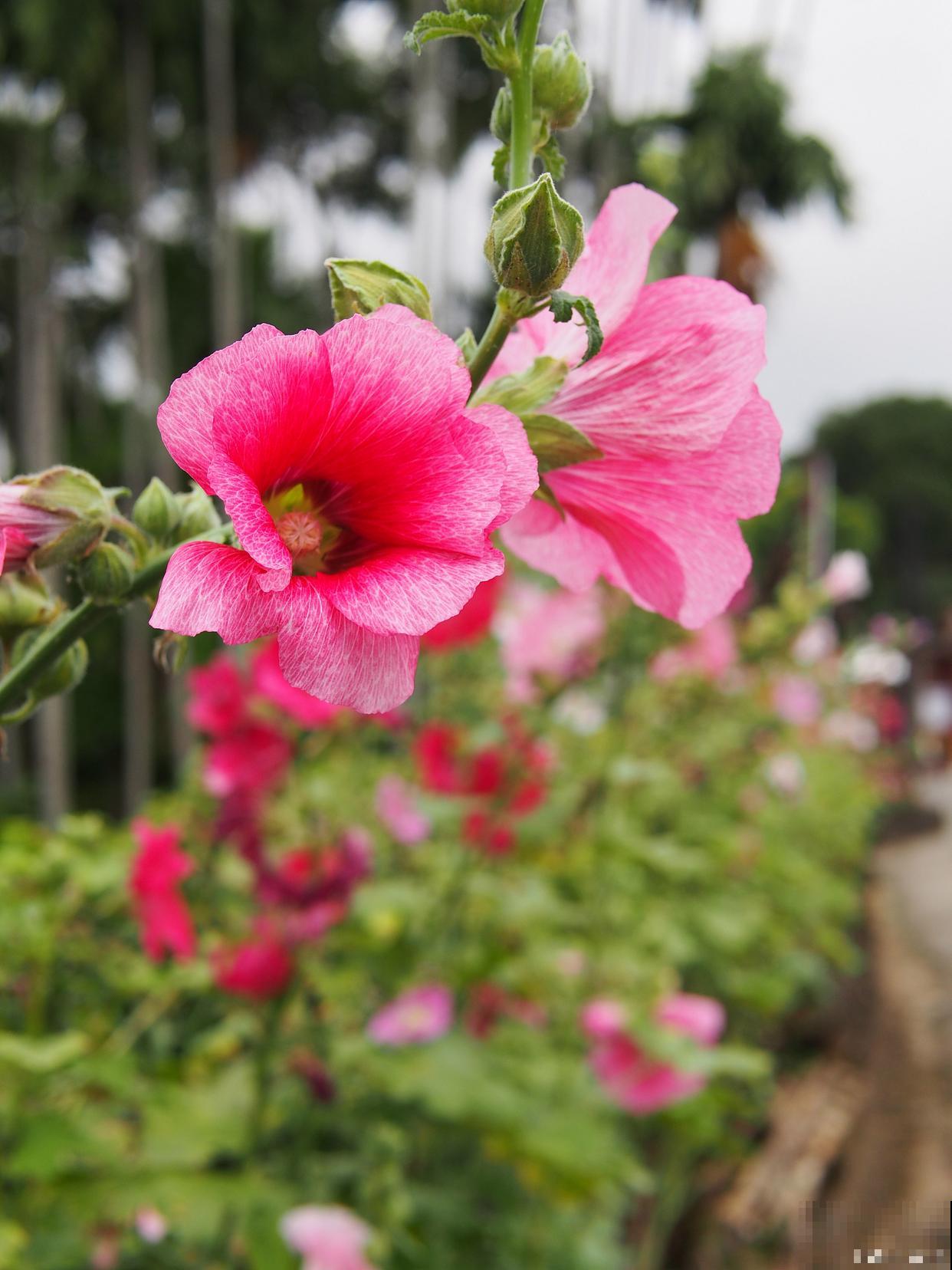 木槿花怎么养殖? 木槿花怎么养殖?