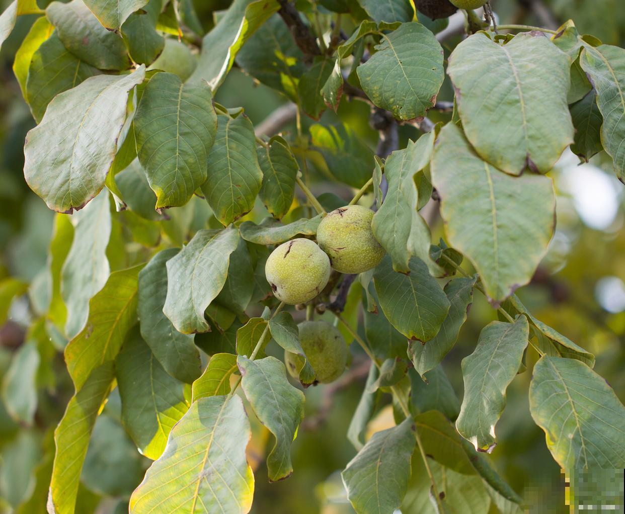 哪些树春天结子？