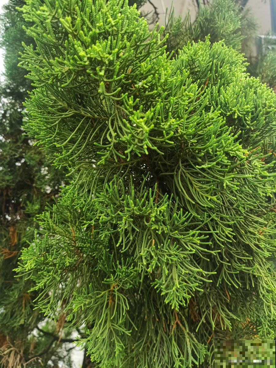 侧柏如何修剪的？