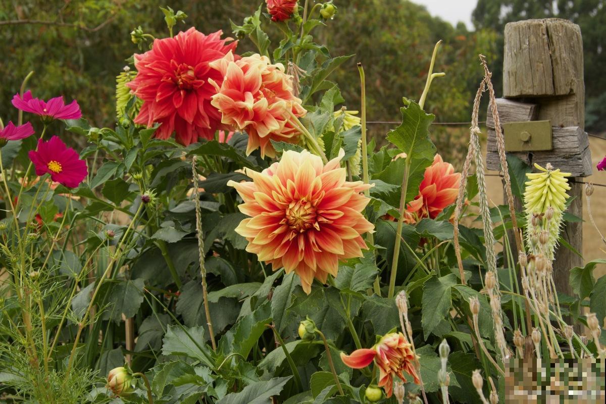 大丽花什么时候种