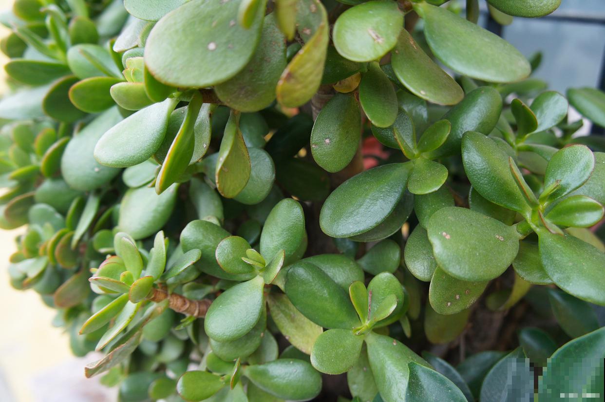 玉树怎么浇水的? 玉树怎么浇水的?