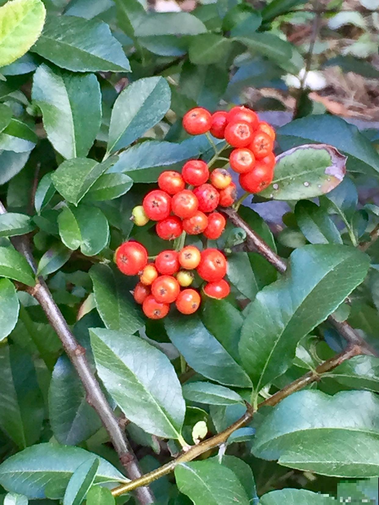 富贵籽什么时候开花 富贵籽什么时候开花