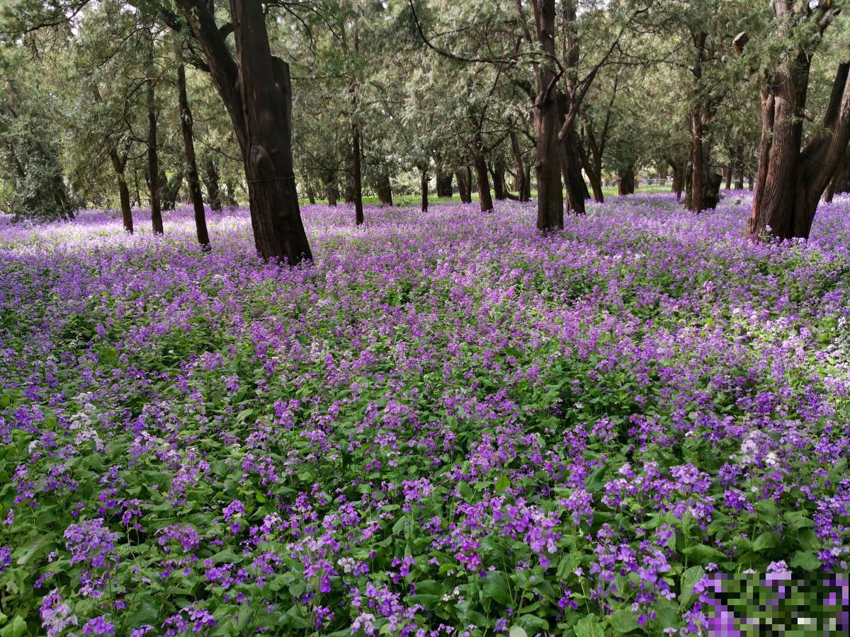 二月兰如何种植？