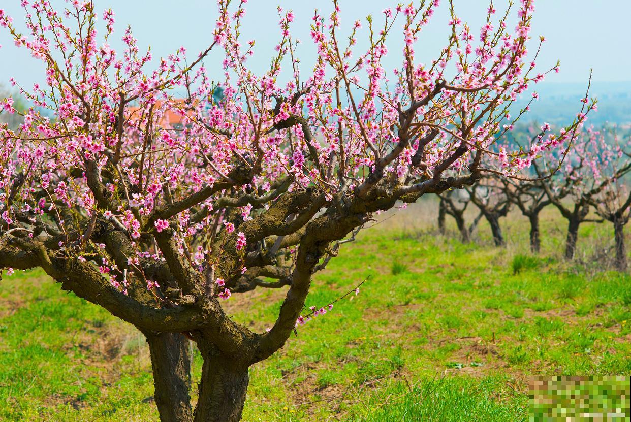 鸡蛋壳适合哪些植物