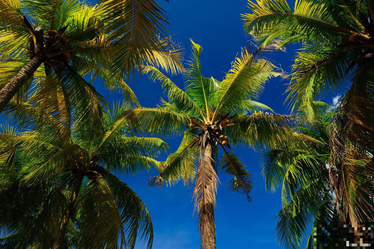 椰子树怎么繁殖? 椰子树怎么繁殖?