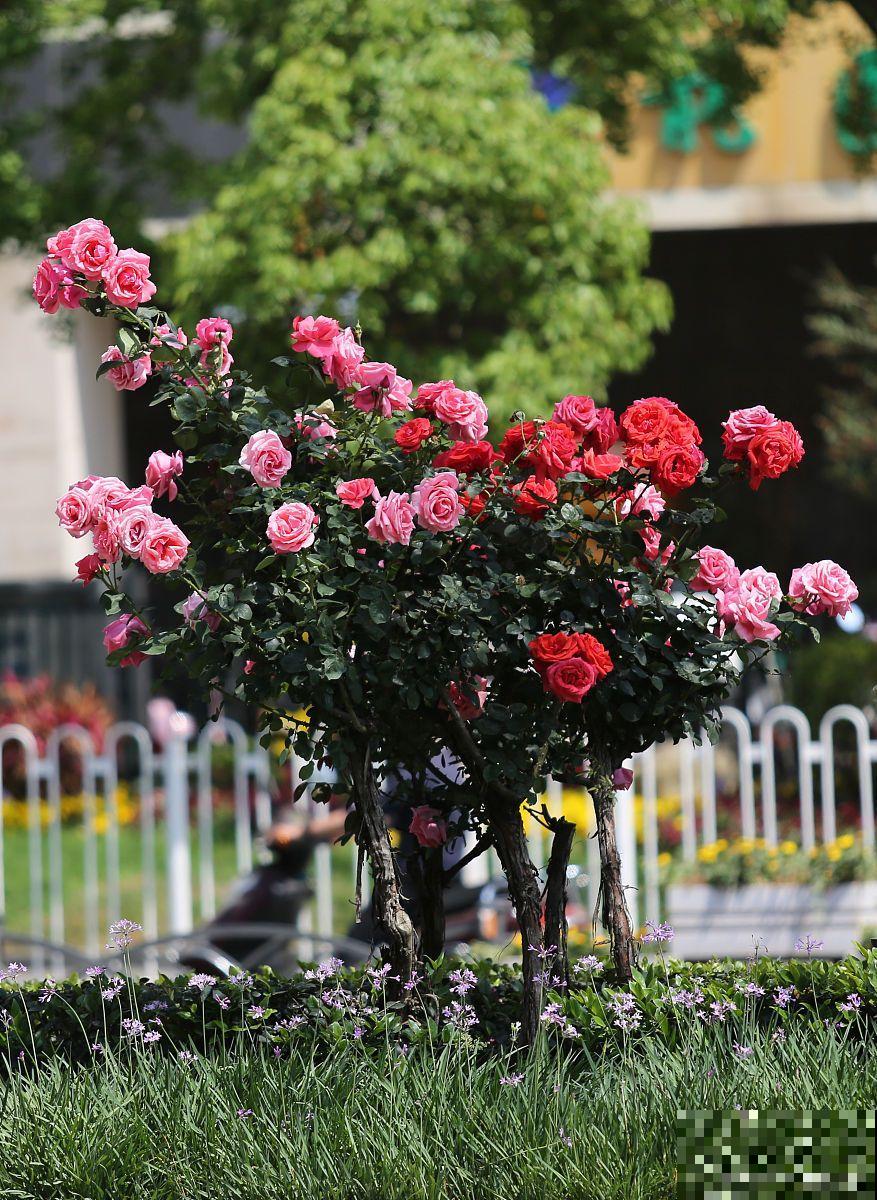 树状月季是怎么栽培的 树状月季是怎么栽培的