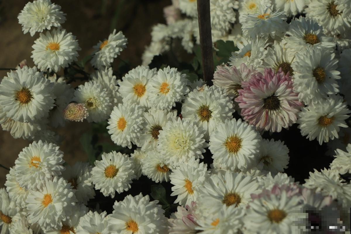 白菊怎么养殖的? 白菊怎么养殖的?