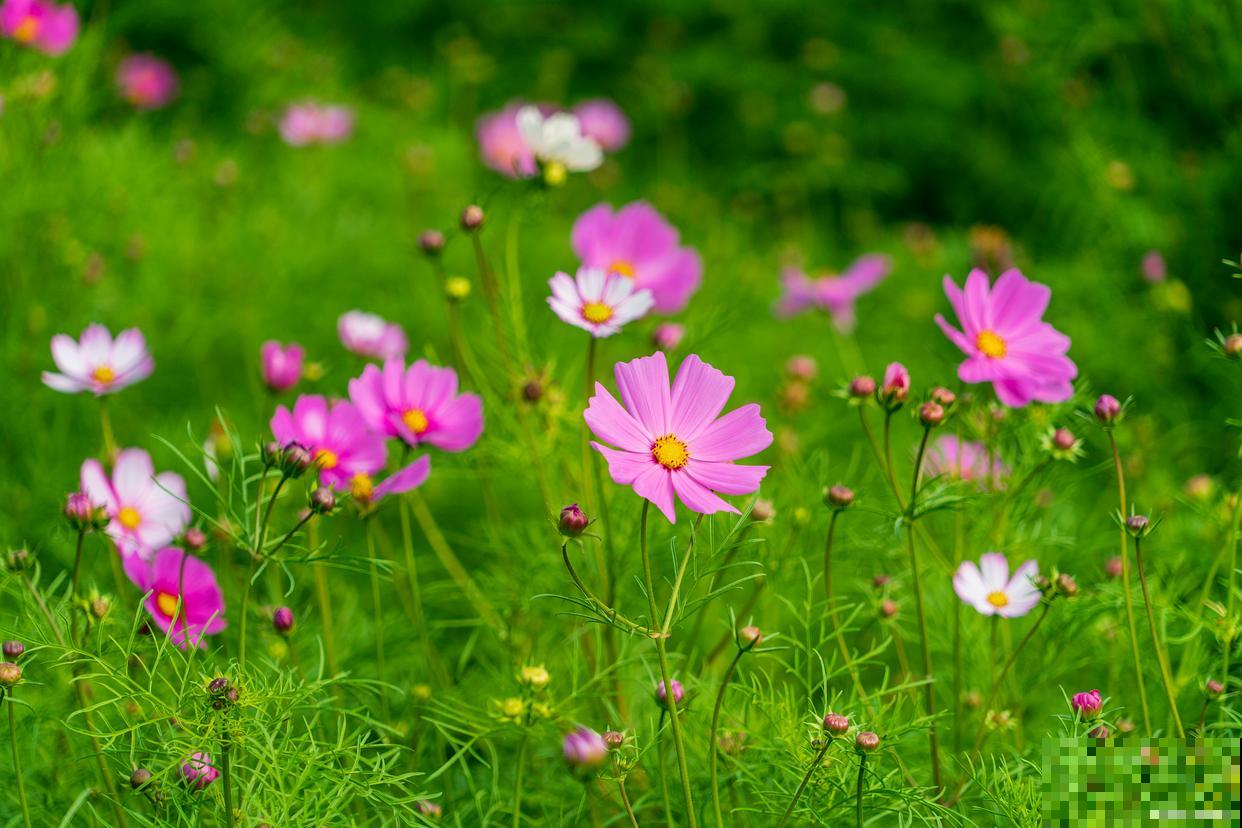秋英和格桑花是一种花吗 秋英和格桑花是一种花吗