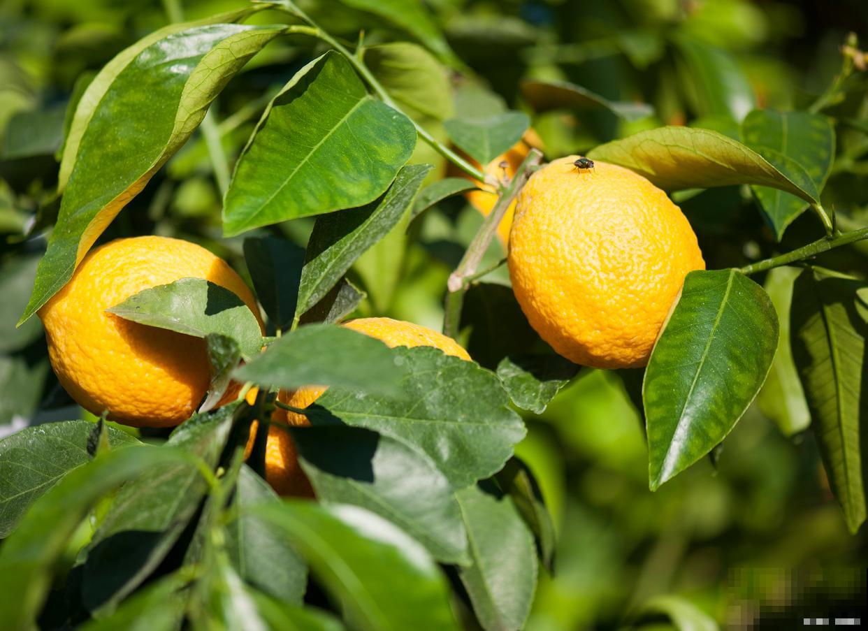 柠檬树怎么疏花蕾