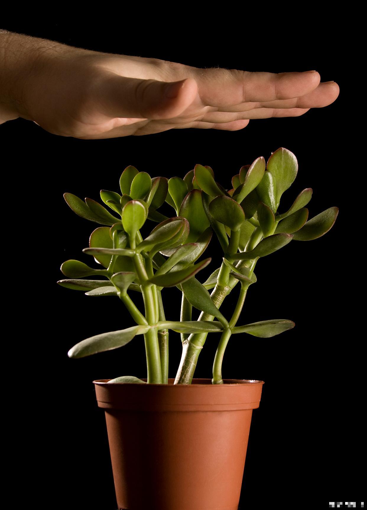 玉树怎么浇水的? 玉树怎么浇水的?