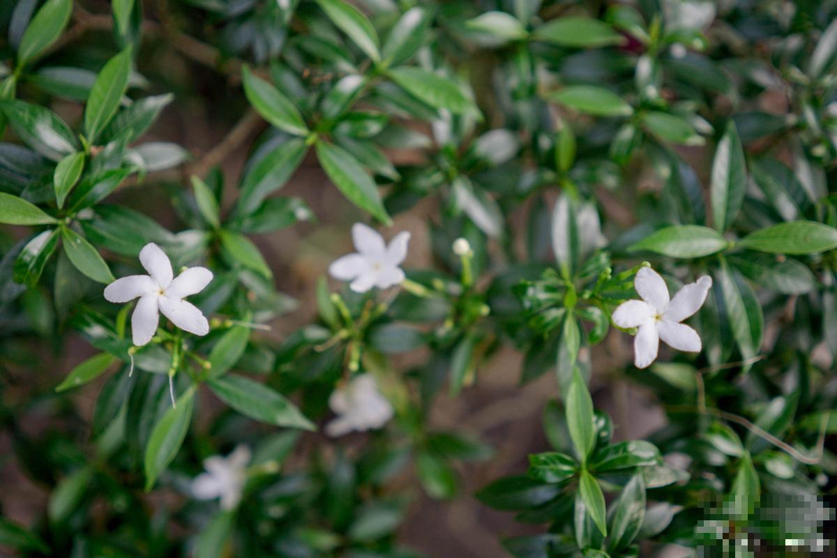 刚买的小叶栀子怎么养