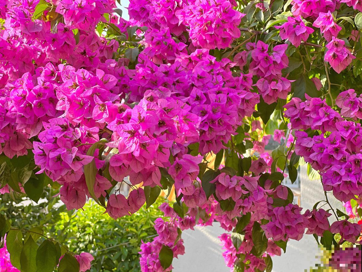 三角梅春天种植方法 三角梅春天种植方法