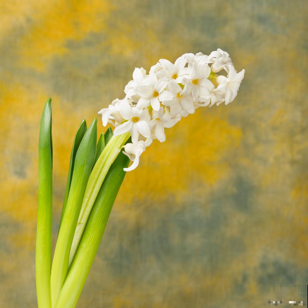 风信子有什么颜色