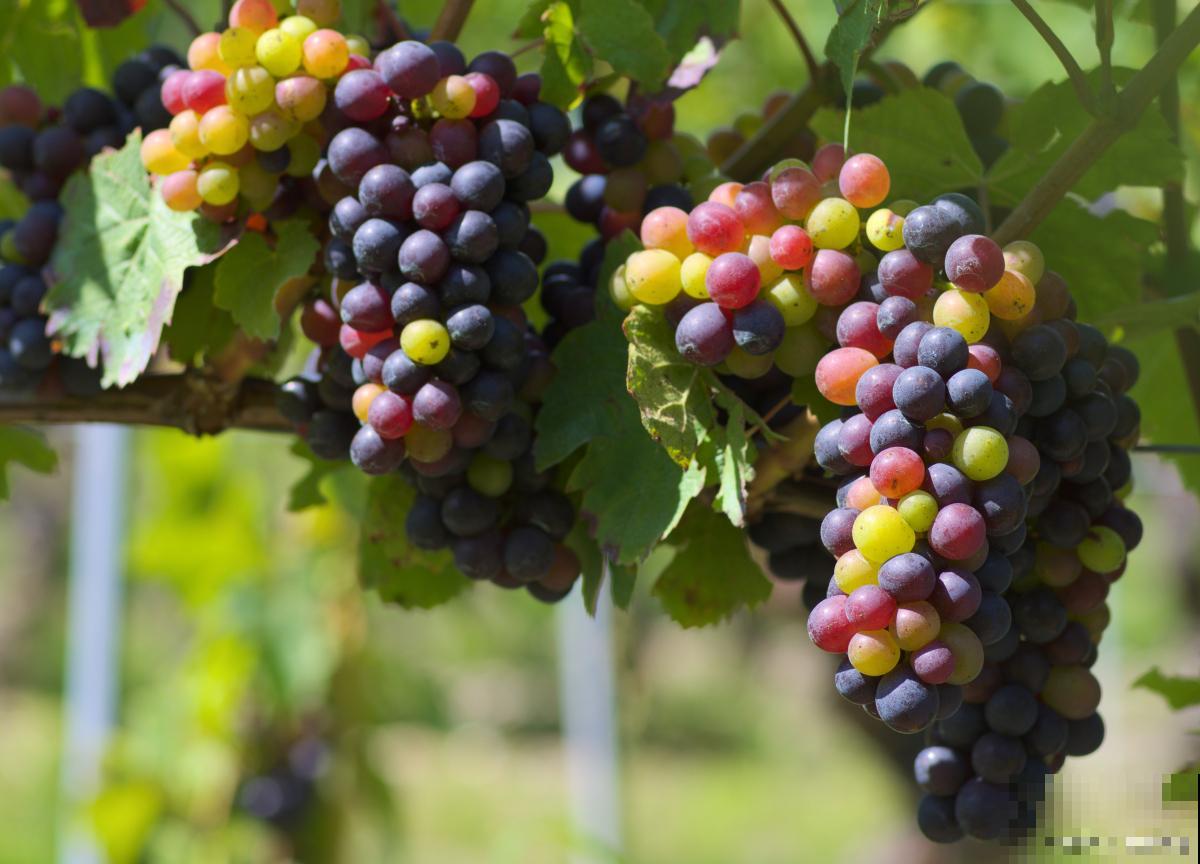 红提和葡萄的区别 红提和葡萄的区别