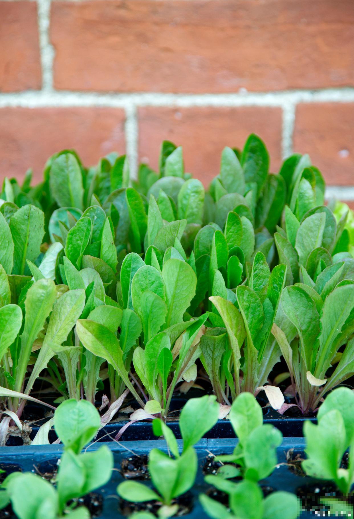 菠菜种上几天能出苗