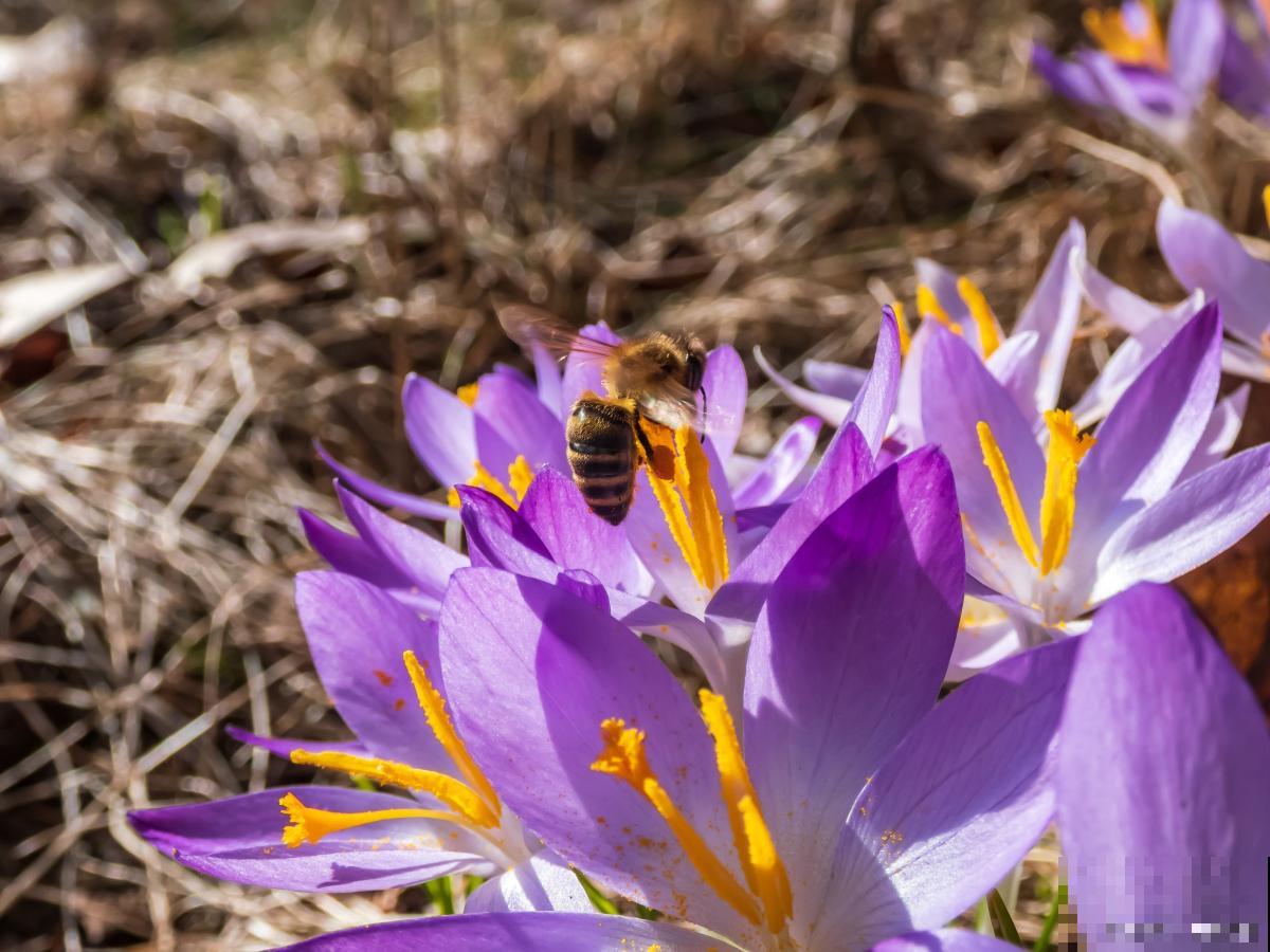 藏红花如何种植？