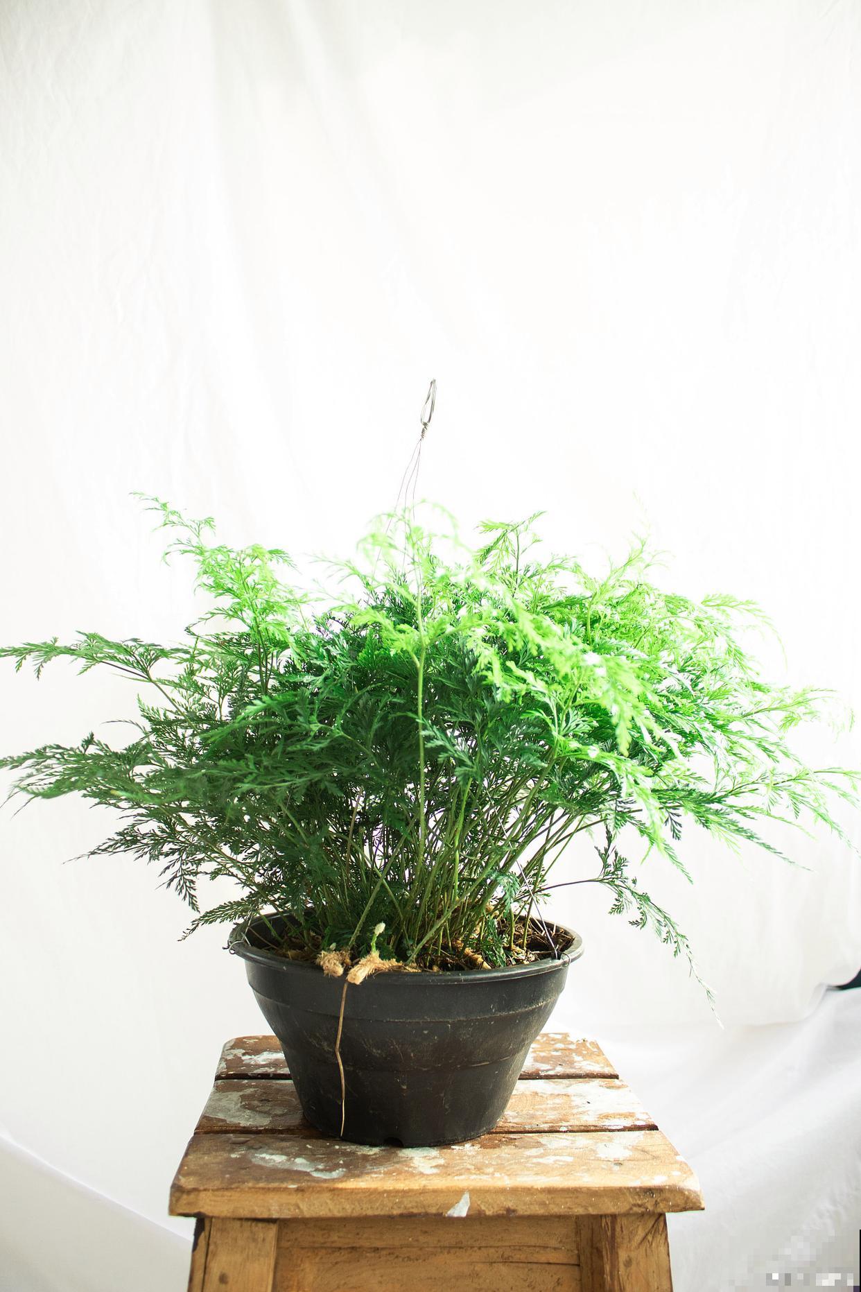 云竹叶子发黄怎么办 云竹叶子发黄怎么办