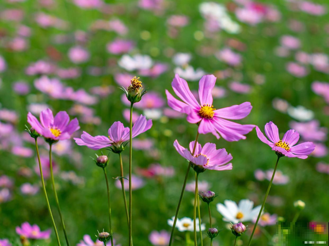 秋英和格桑花是一种花吗 秋英和格桑花是一种花吗