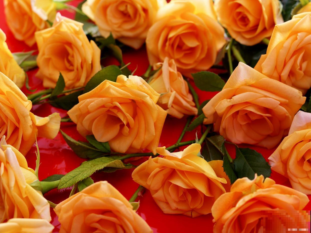 橙色玫瑰是什么品种 橙色玫瑰是什么品种