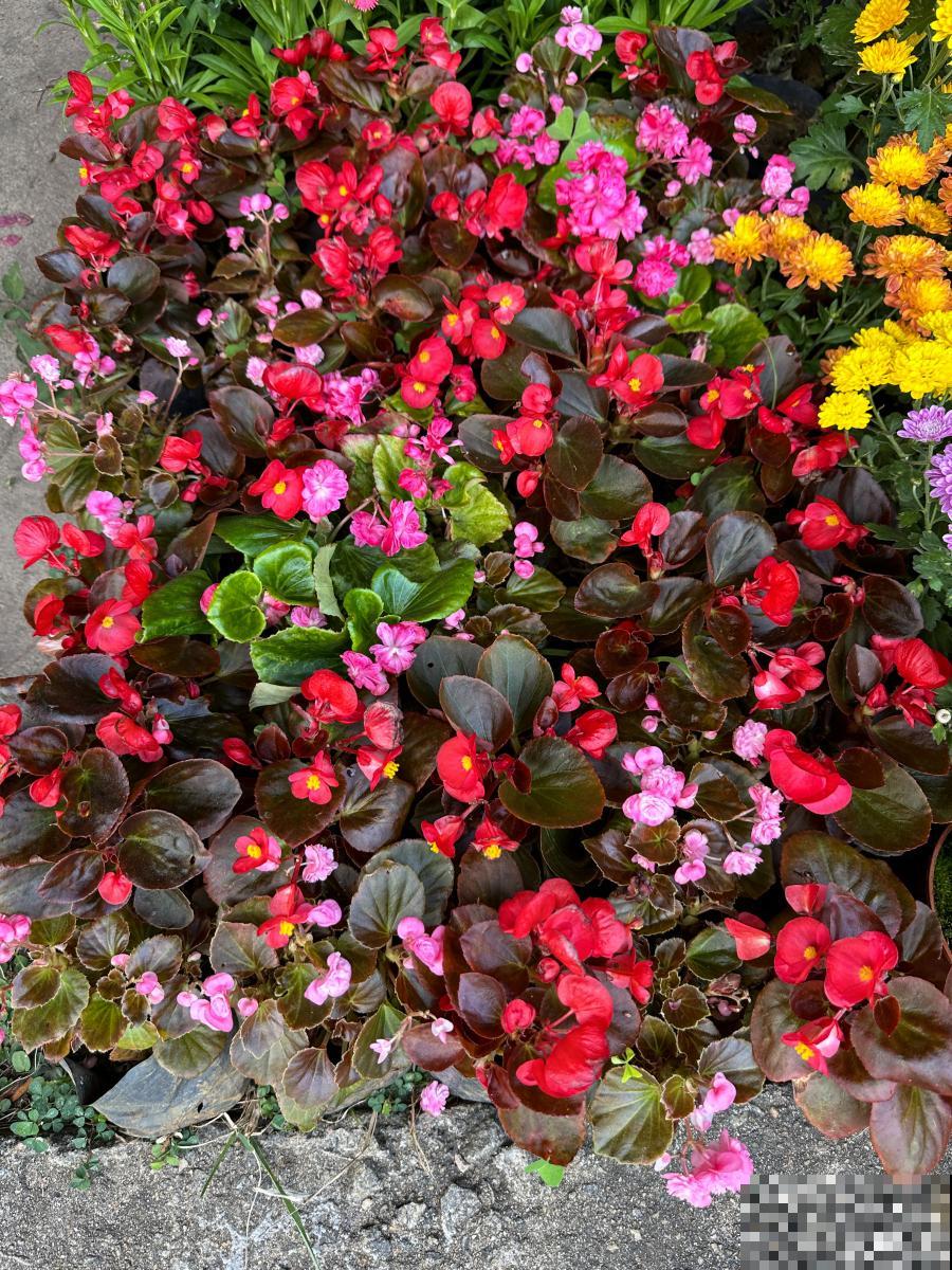 四季海棠怎么养殖方法和注意事项