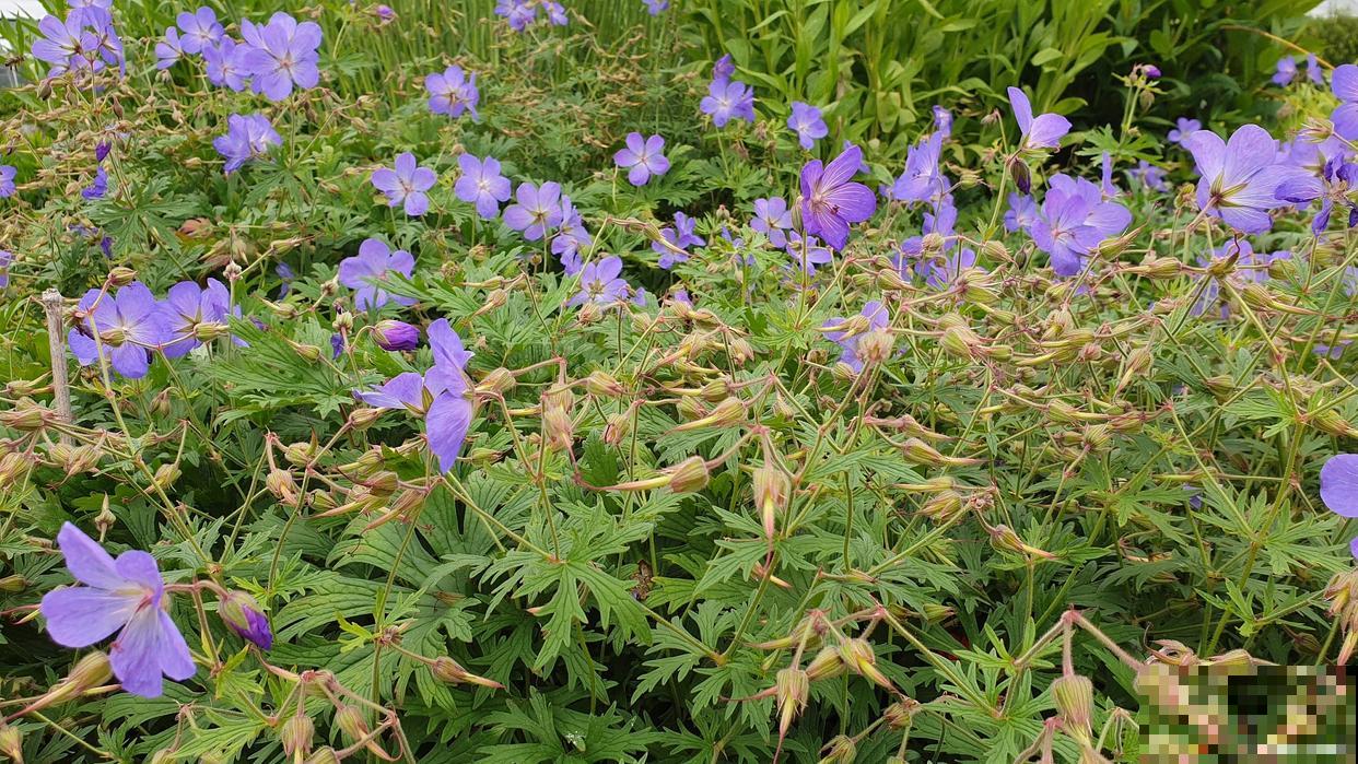 半枝莲什么时候种 半枝莲什么时候种