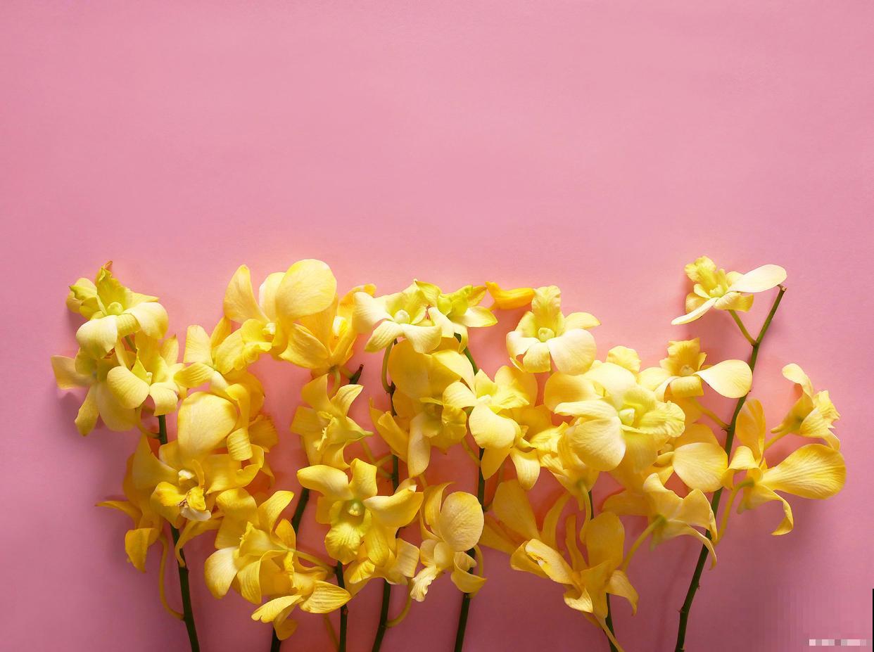 跳舞兰怎么养才能开花 跳舞兰怎么养才能开花