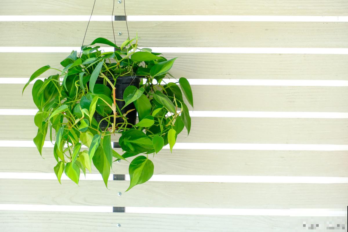 绿萝叶不绿怎么办