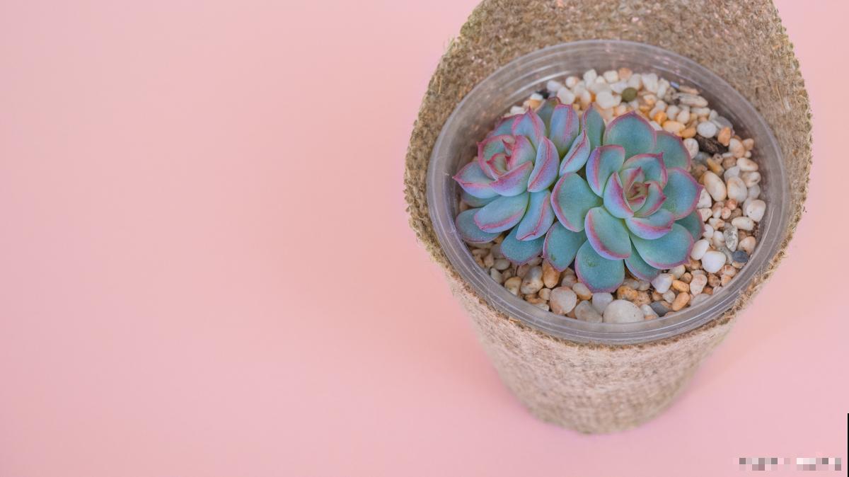 为什么要把多肉的花剪掉