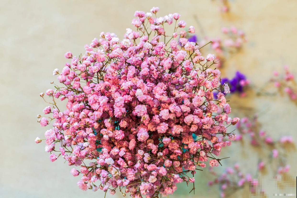 紫花满天星叶子干枯怎么办