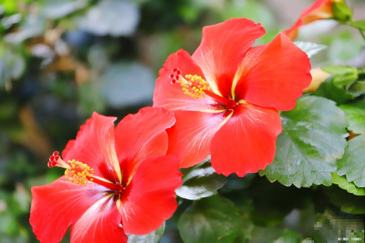 扶桑花春天几月份剪枝