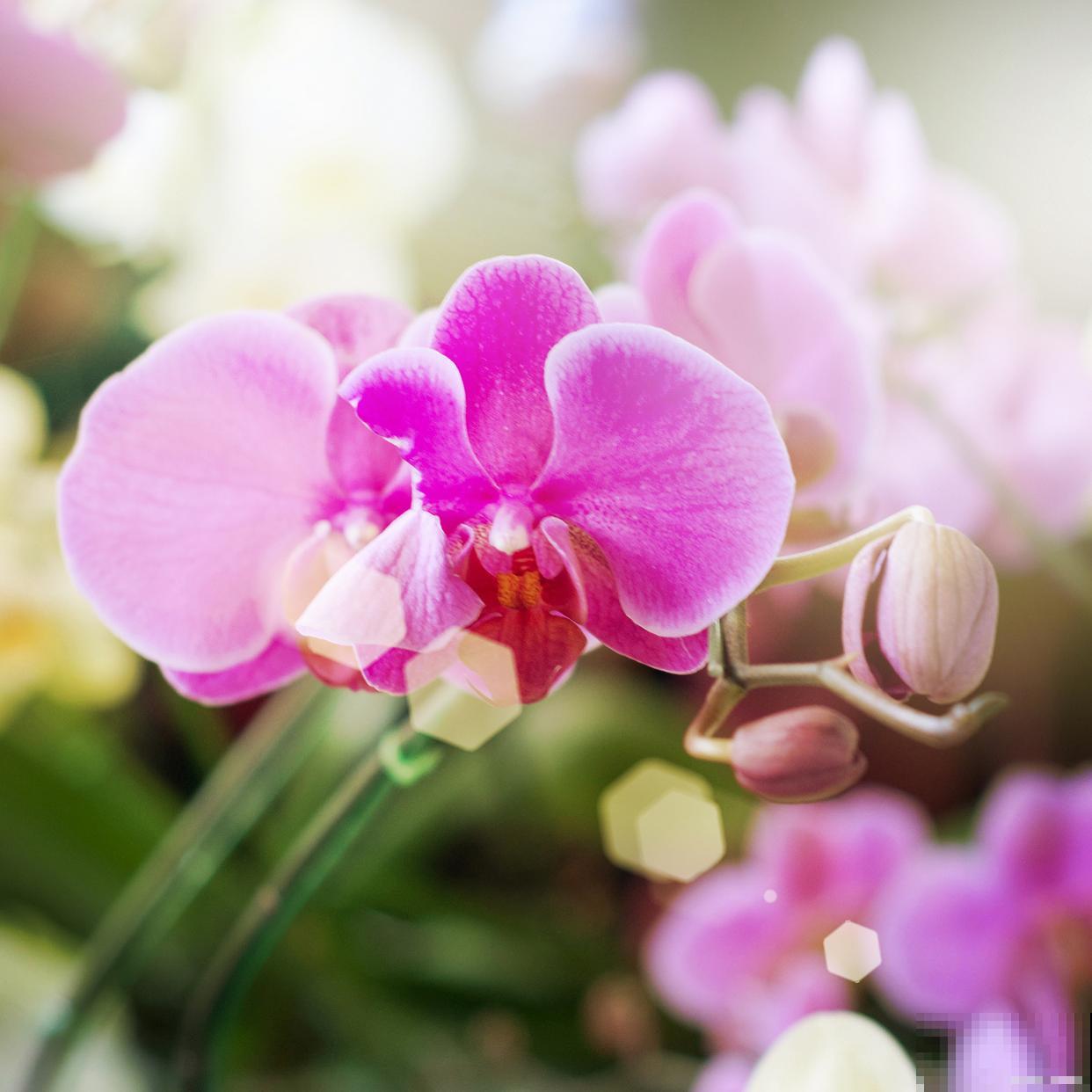 蝴蝶兰花苞还没开就枯萎了怎么办 蝴蝶兰花苞还没开就枯萎了怎么办