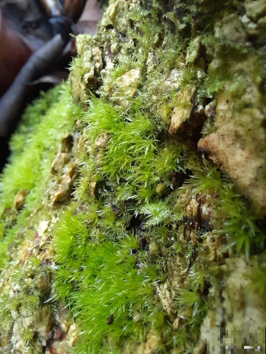 苔藓怎么养活的？