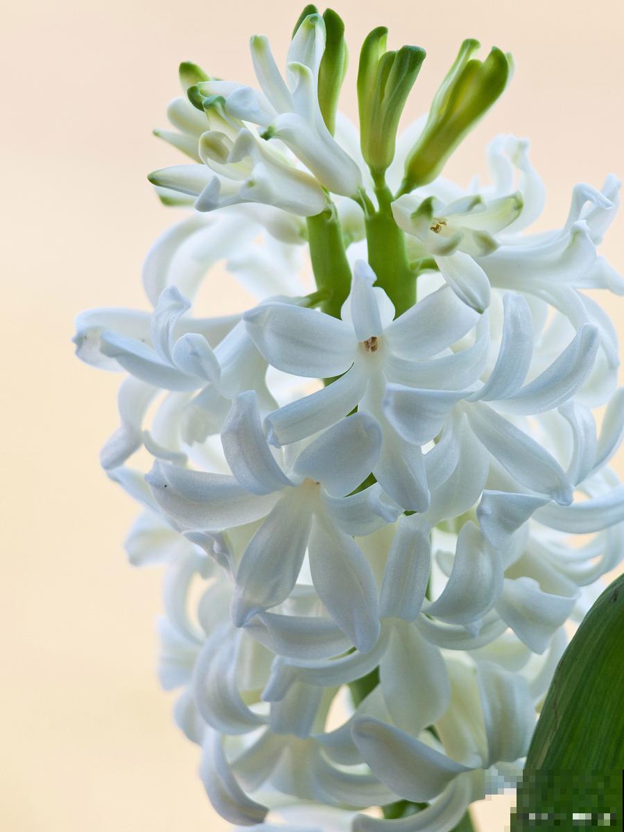 风信子是什么颜色的