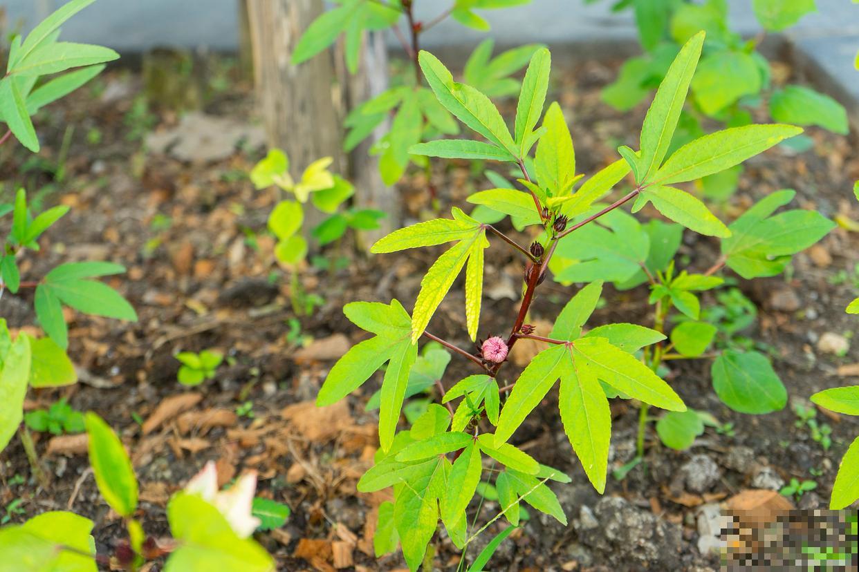 铁筷子怎么种植？