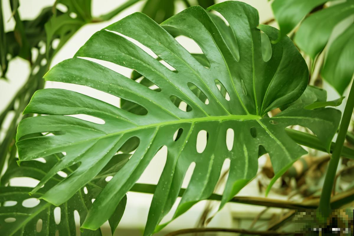 龟背竹如何施肥? 龟背竹如何施肥?