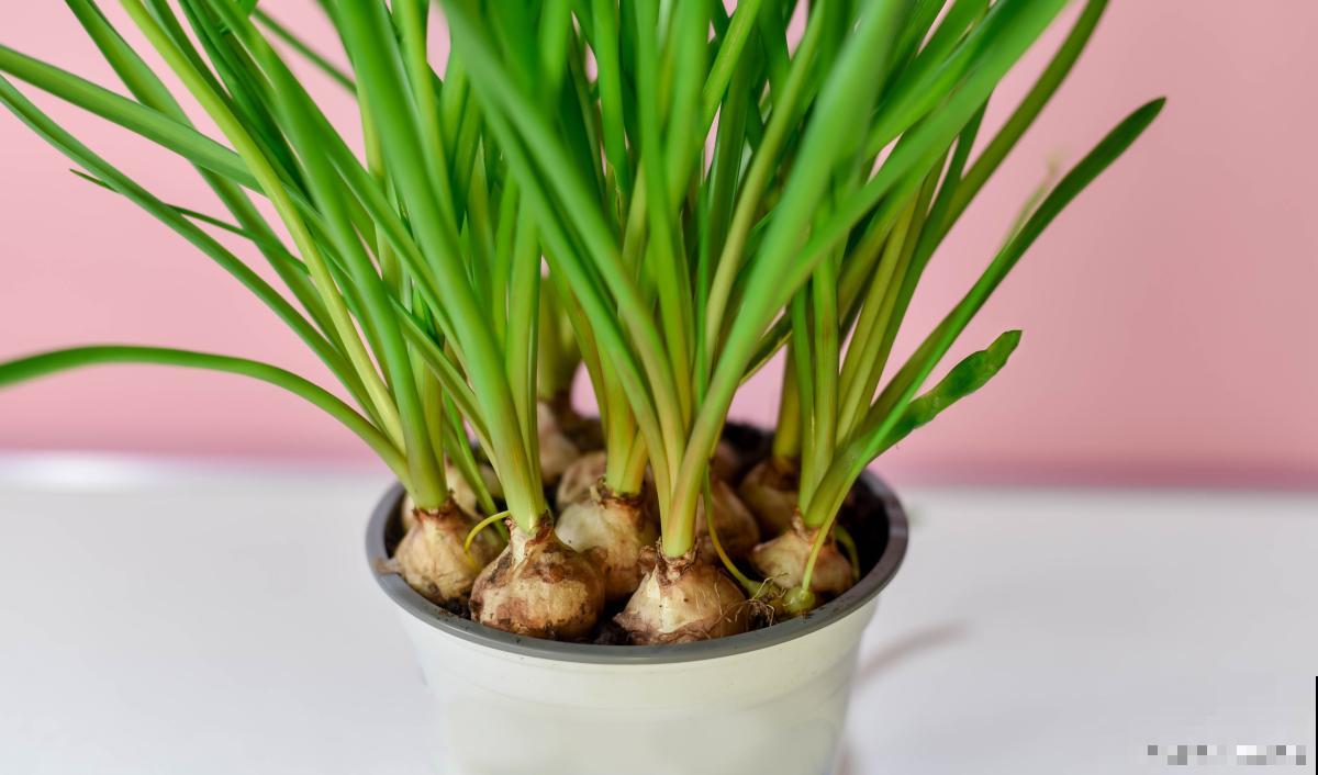 香雪兰种球怎么种植