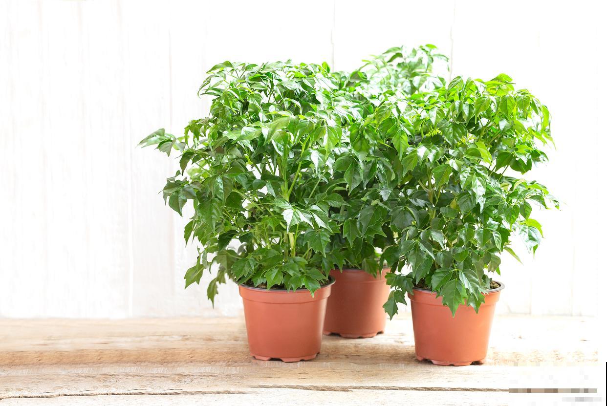 幸福树春天怎么养护