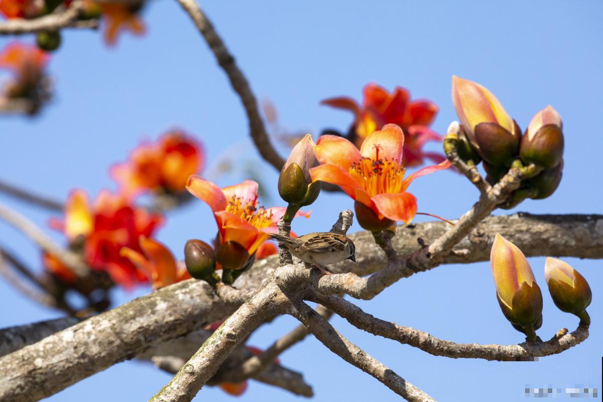 为什么木棉花叫英雄花