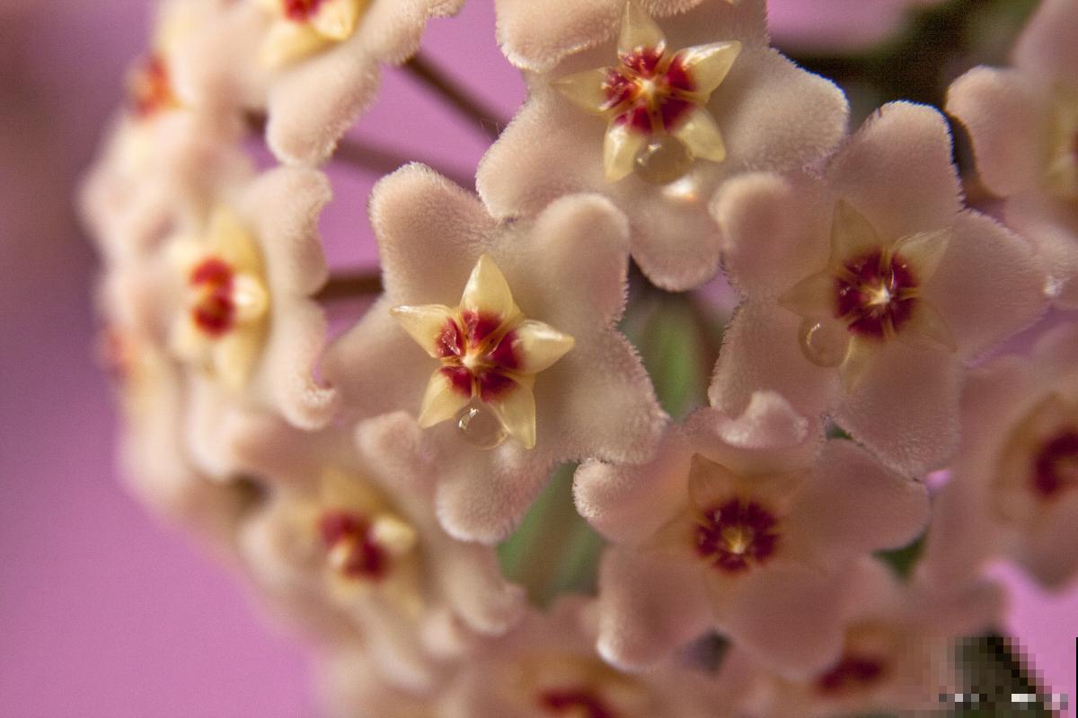 球兰怎么种植的？