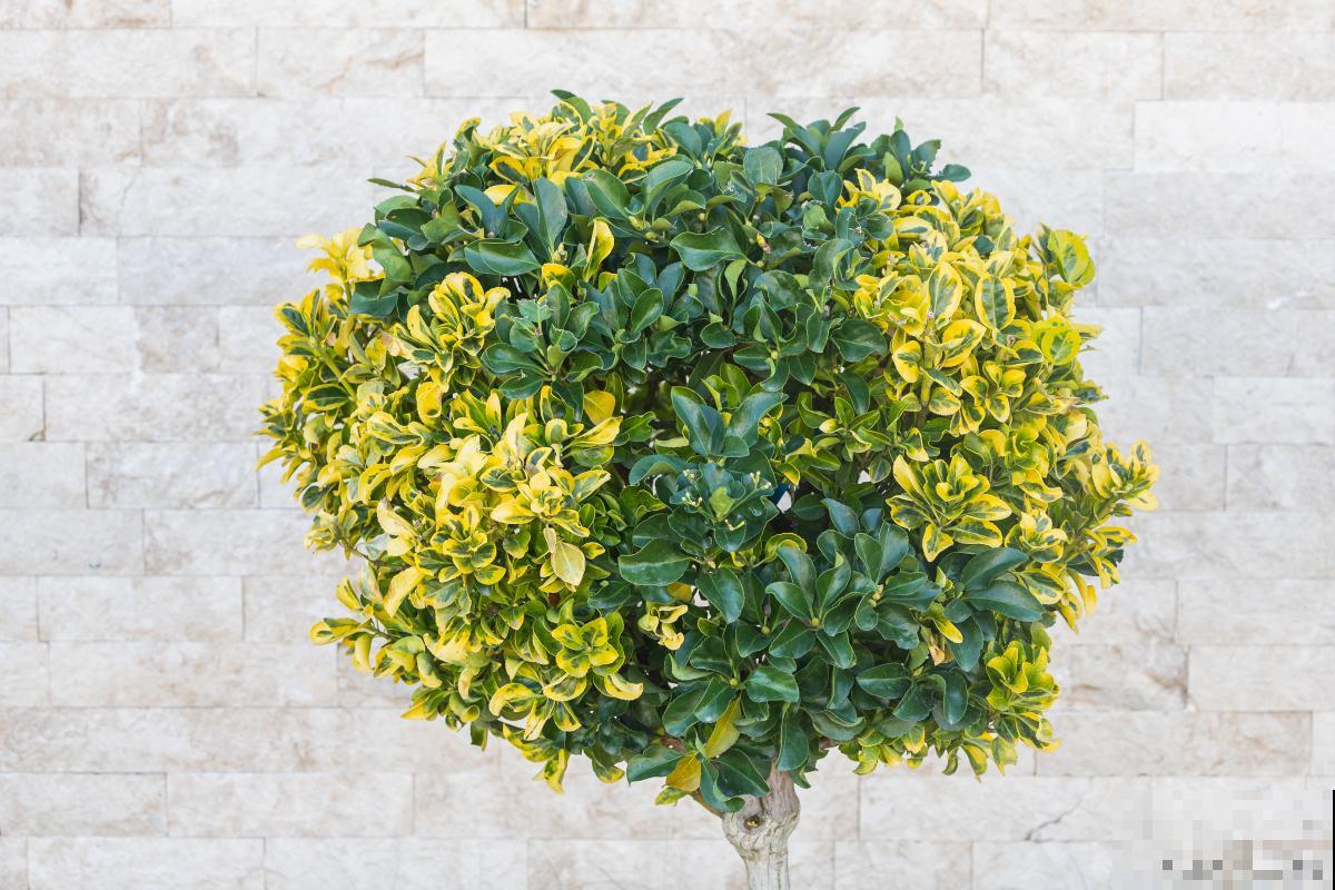 米兰怎么养护的？