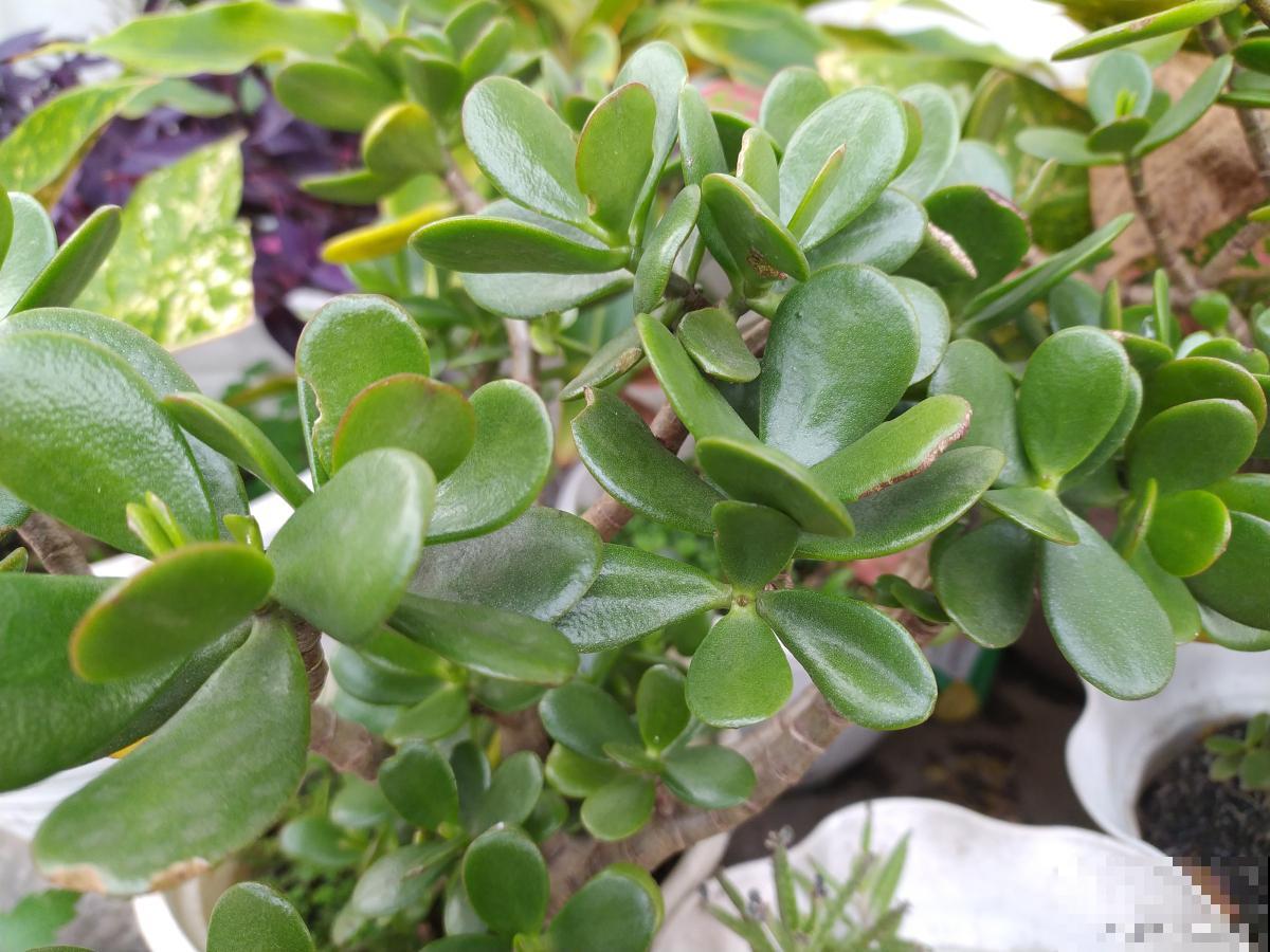 金枝玉叶烂根怎么处理 金枝玉叶烂根怎么处理